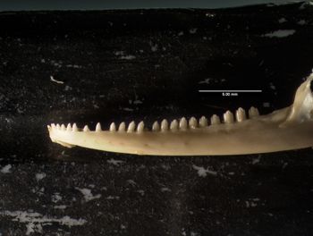 Media type: image;   Herpetology R-20611